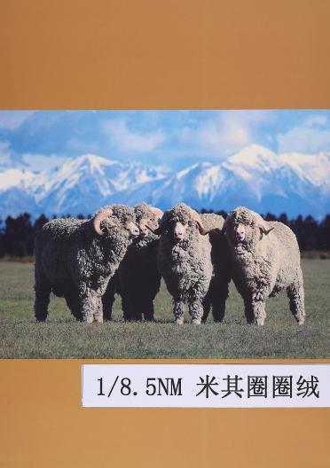 1/8.5NM米其圈圈絨
